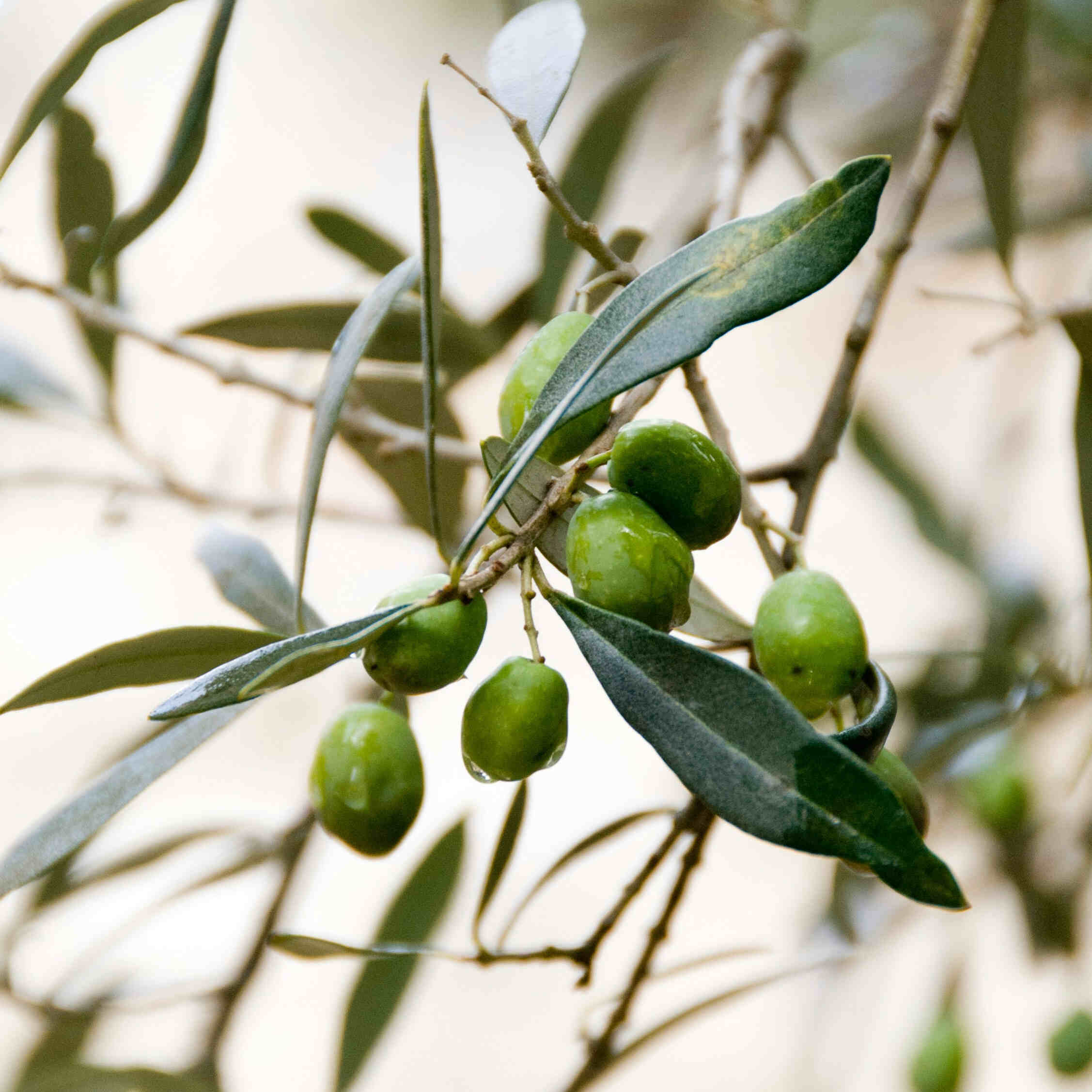 Olive Pit Grains - Ingredients - BAMandBOO Grounded Skincare Azores