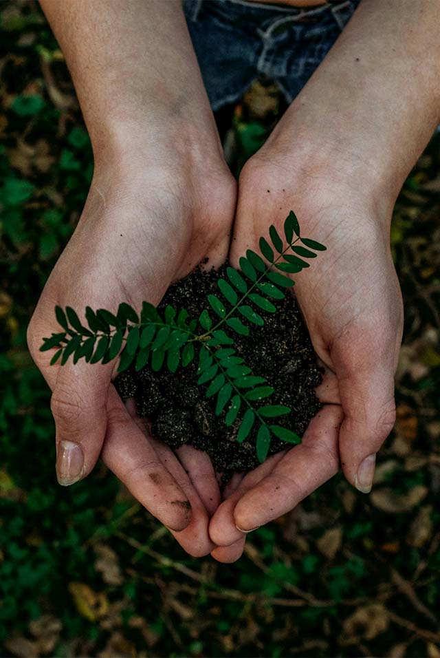 Sustainability - BAMandBOO Grounded Skincare Crafted in the Azores