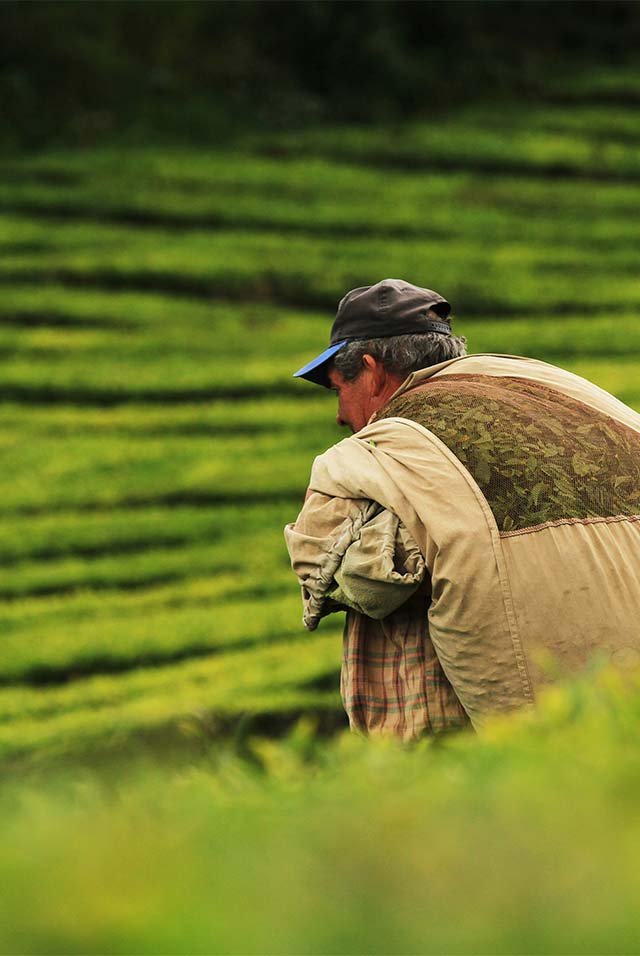 Grounded Ingredients - BAMandBOO Grounded Skincare Crafted in the Azores