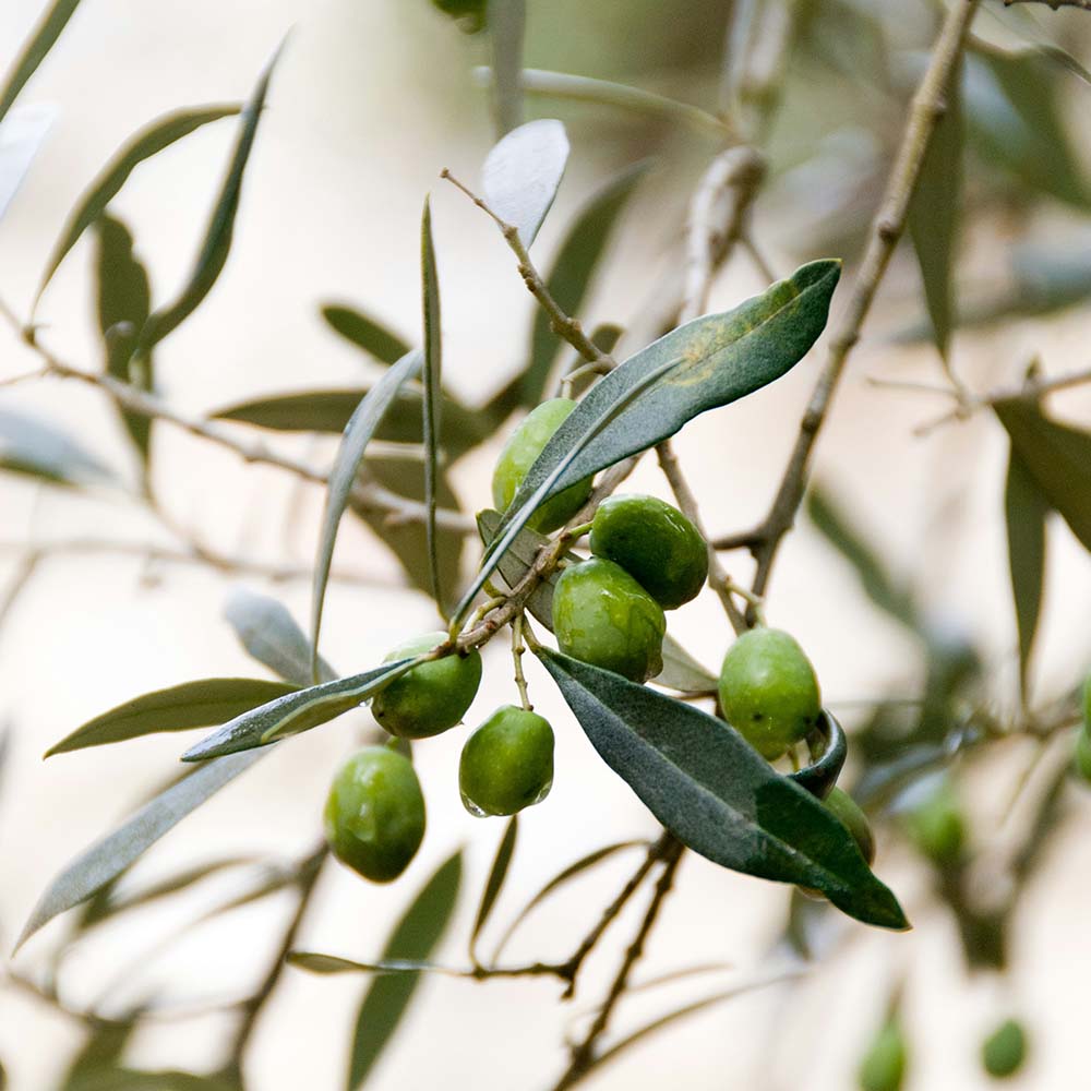 Ground Olive Pit - Grounded Ingredients - BAMandBOO Grounded Skincare Crafted in the Azores